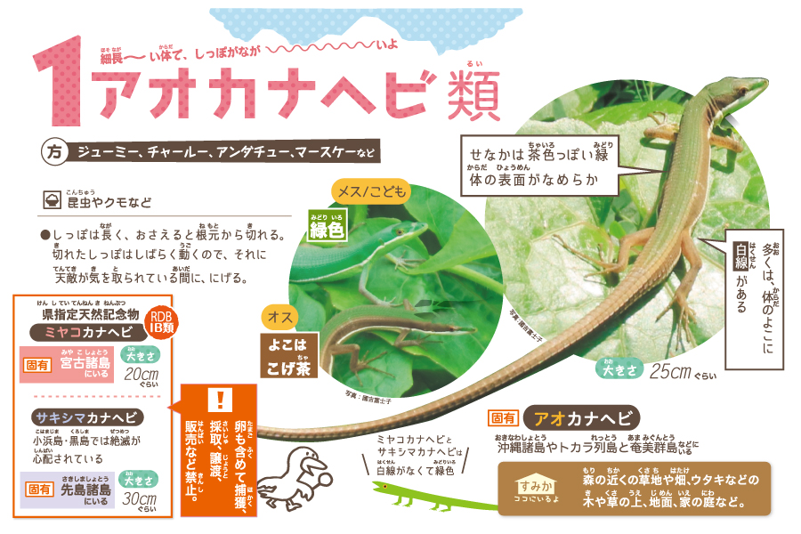 アオカナヘビ類