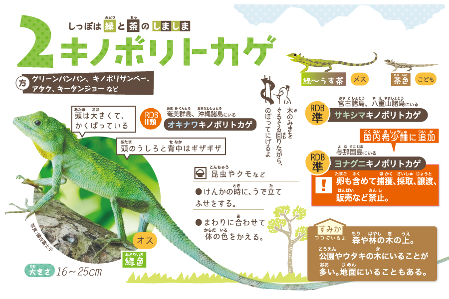 キノボリトカゲ