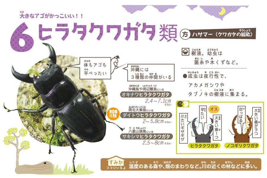 ヒラタクワガタ類