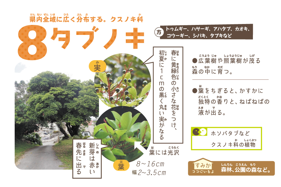 タブノキ