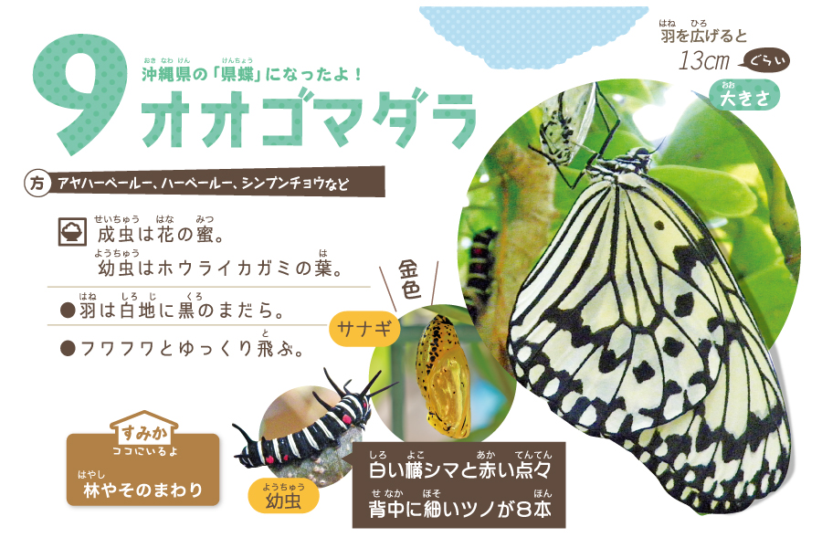 オオゴマダラ