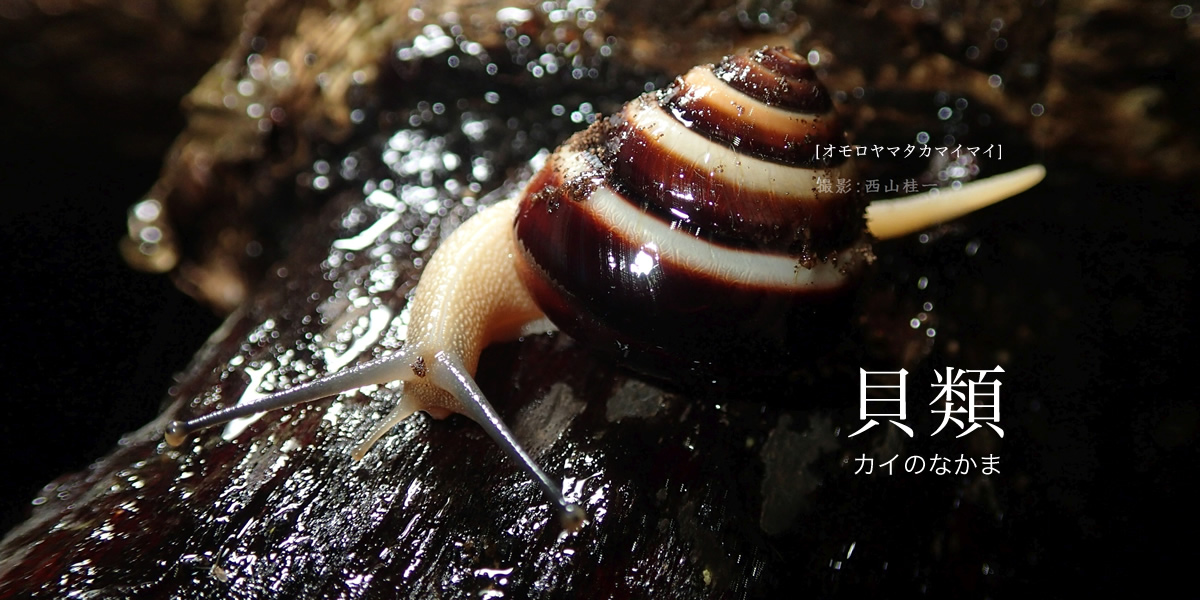 沖縄県レッドデータブック 沖縄県の絶滅のおそれのある野生生物貝類